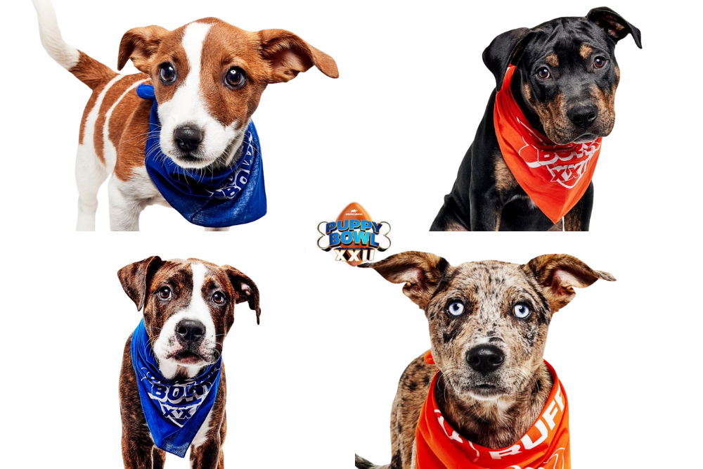 Puppy Bowl 2026